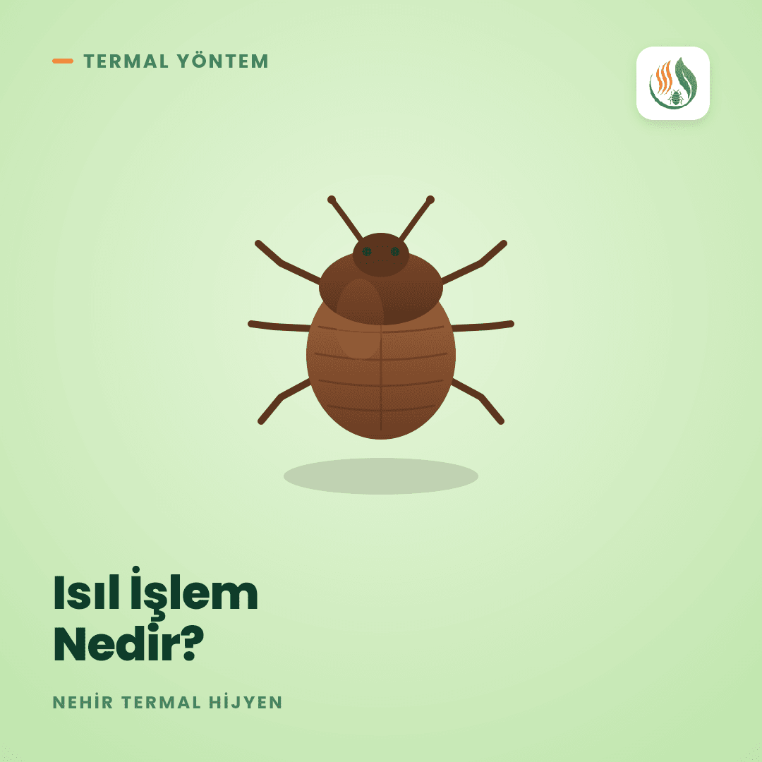 Tahtakurusu Isıl İşlem: Kimyasalsız Termal Yöntem Rehberi