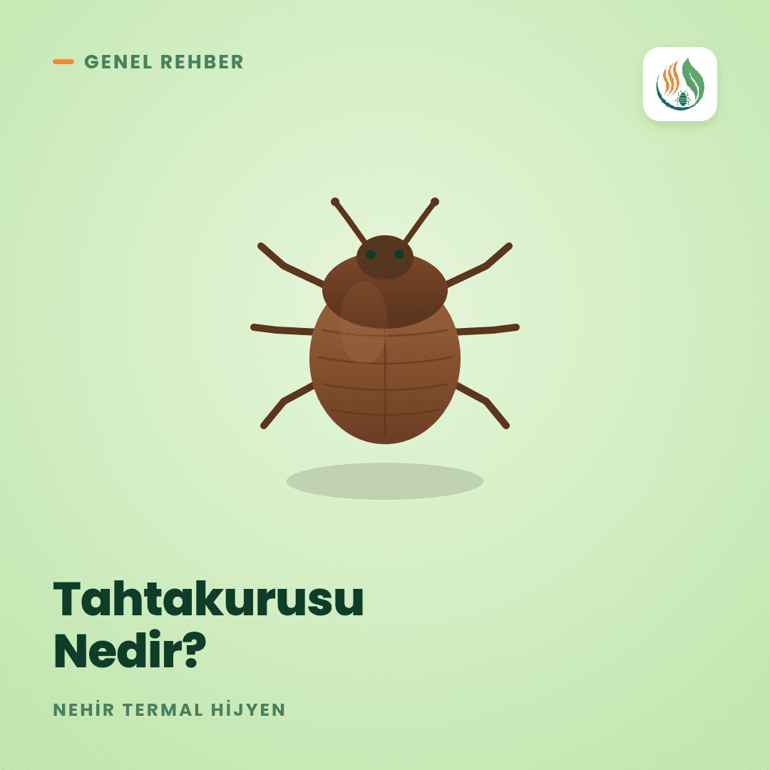 Tahtakurusu Nedir? Yaşamı, Bulaşması ve Çözüm Rehberi