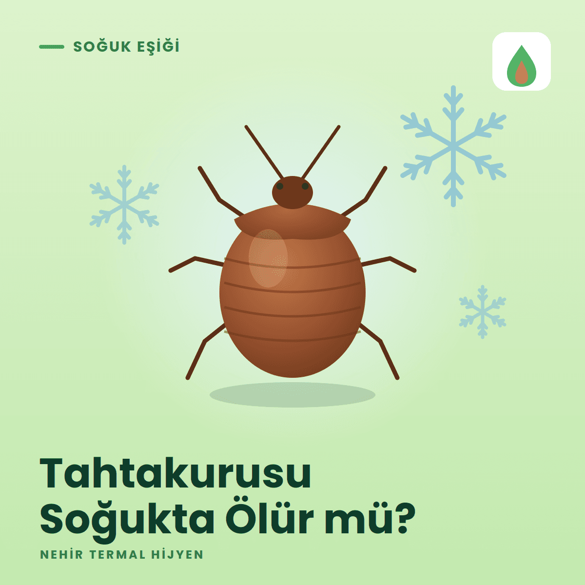 Tahtakurusu Soğukta Ölür mü? Kışın Neden Geçmez ve Gerçek Çözüm Hangisidir?