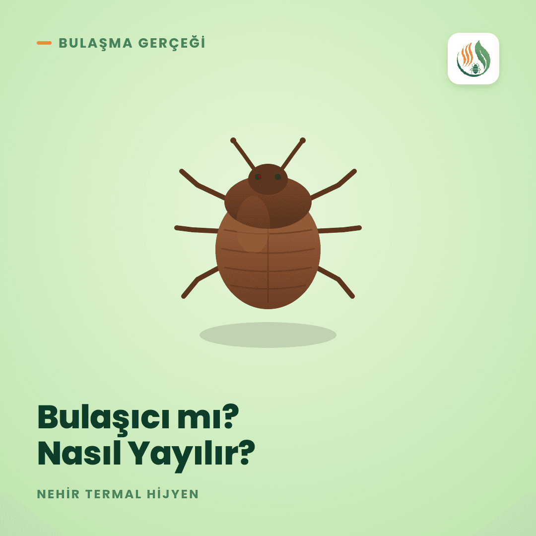 Tahtakurusu Bulaşıcı mı? Nasıl Yayılır, Nasıl Geçer?