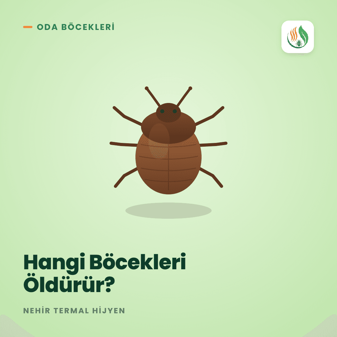 Isıl İşlem Hangi Böcekleri Öldürür? Oda Böcekleri ve Akarlar