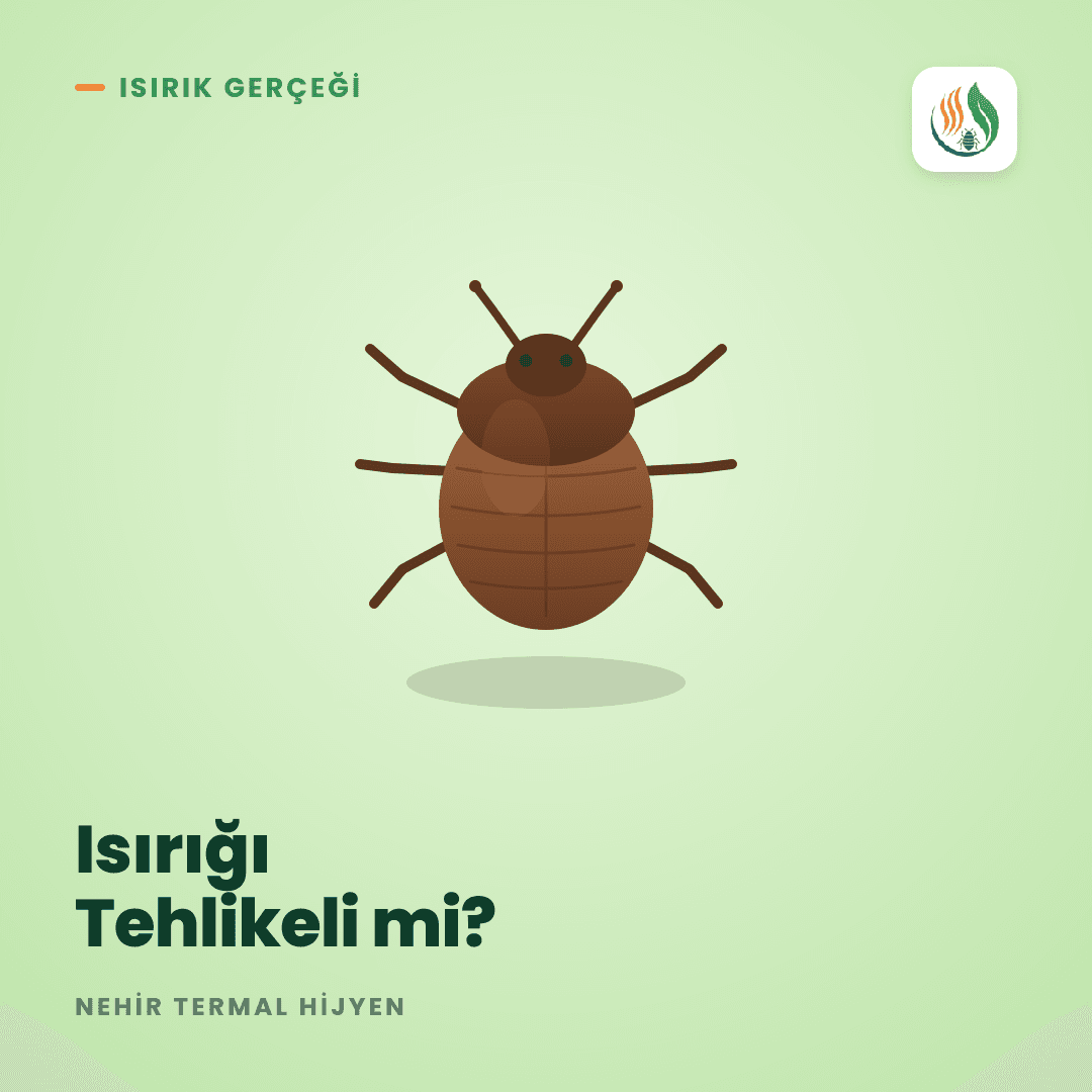 Tahtakurusu Isırığı Tehlikeli mi? Sağlık Riskleri ve Gerçekler