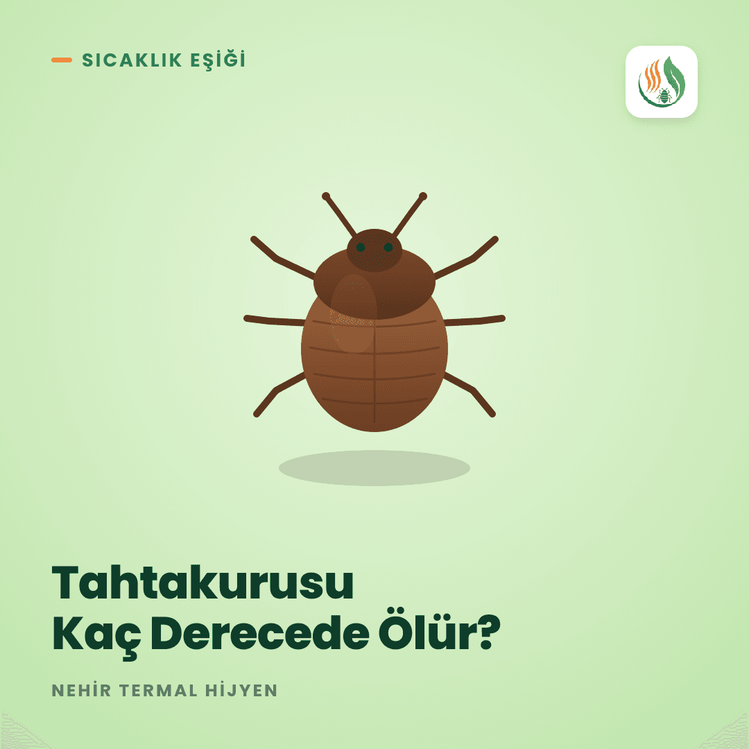Tahtakurusu Kaç Derecede Ölür? Yumurta Dahil Bilimsel Cevap