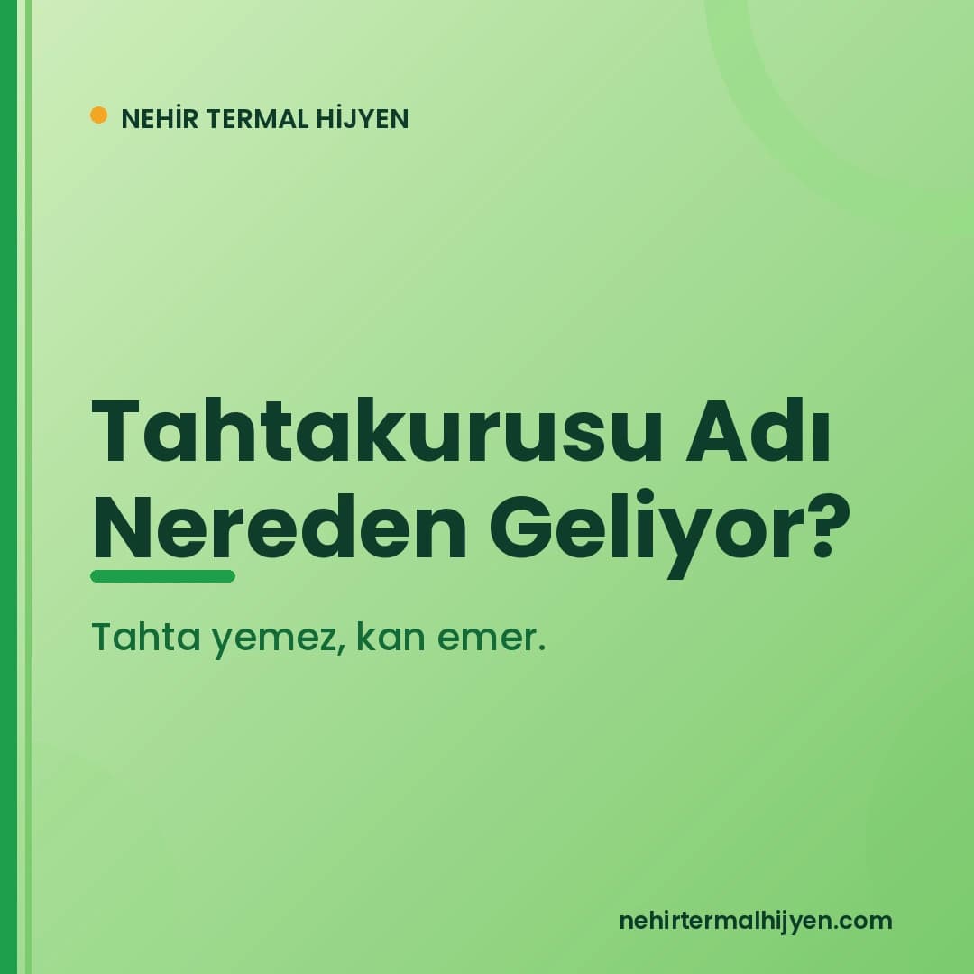 Tahtakurusu Adı Nereden Geliyor? Tarihçesi ve Kökeni