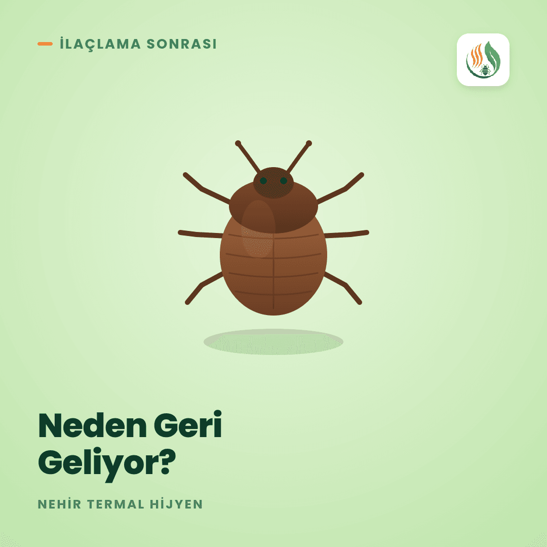 Tahtakurusu İlaçlamadan Sonra Neden Geri Geliyor?