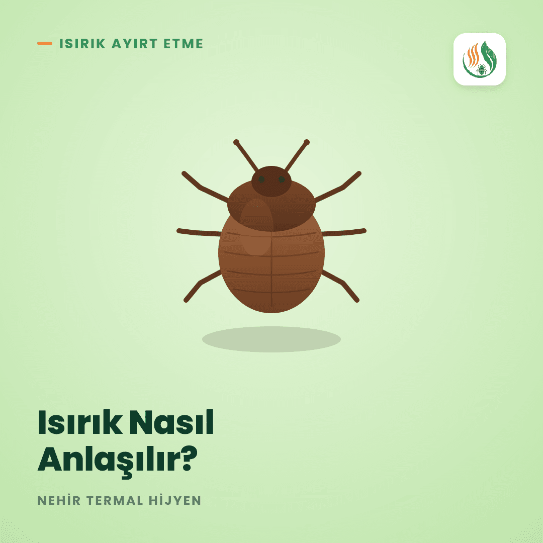 Tahtakurusu Isırığı Nasıl Anlaşılır? Sivrisinek ve Pire Farkı