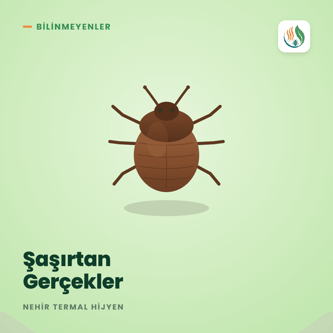 Tahtakurusu Hakkında Bilinmeyenler ve Şaşırtan Gerçekler