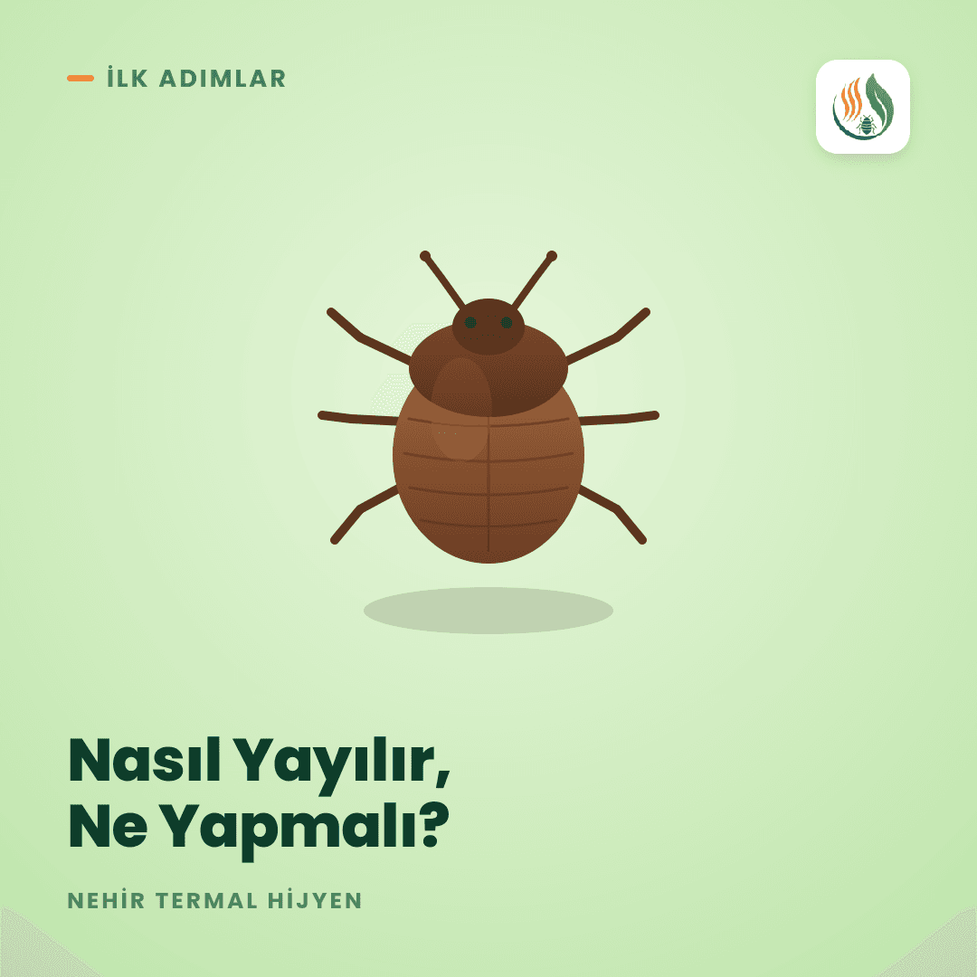 Tahtakurusu Nasıl Yayılır ve Varsa Ne Yapmalı?