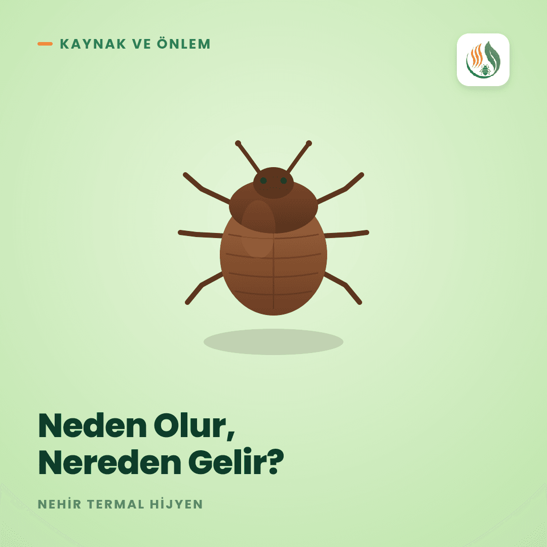 Tahtakurusu Neden Oluşur, Nereden Gelir ve Nasıl Önlenir?