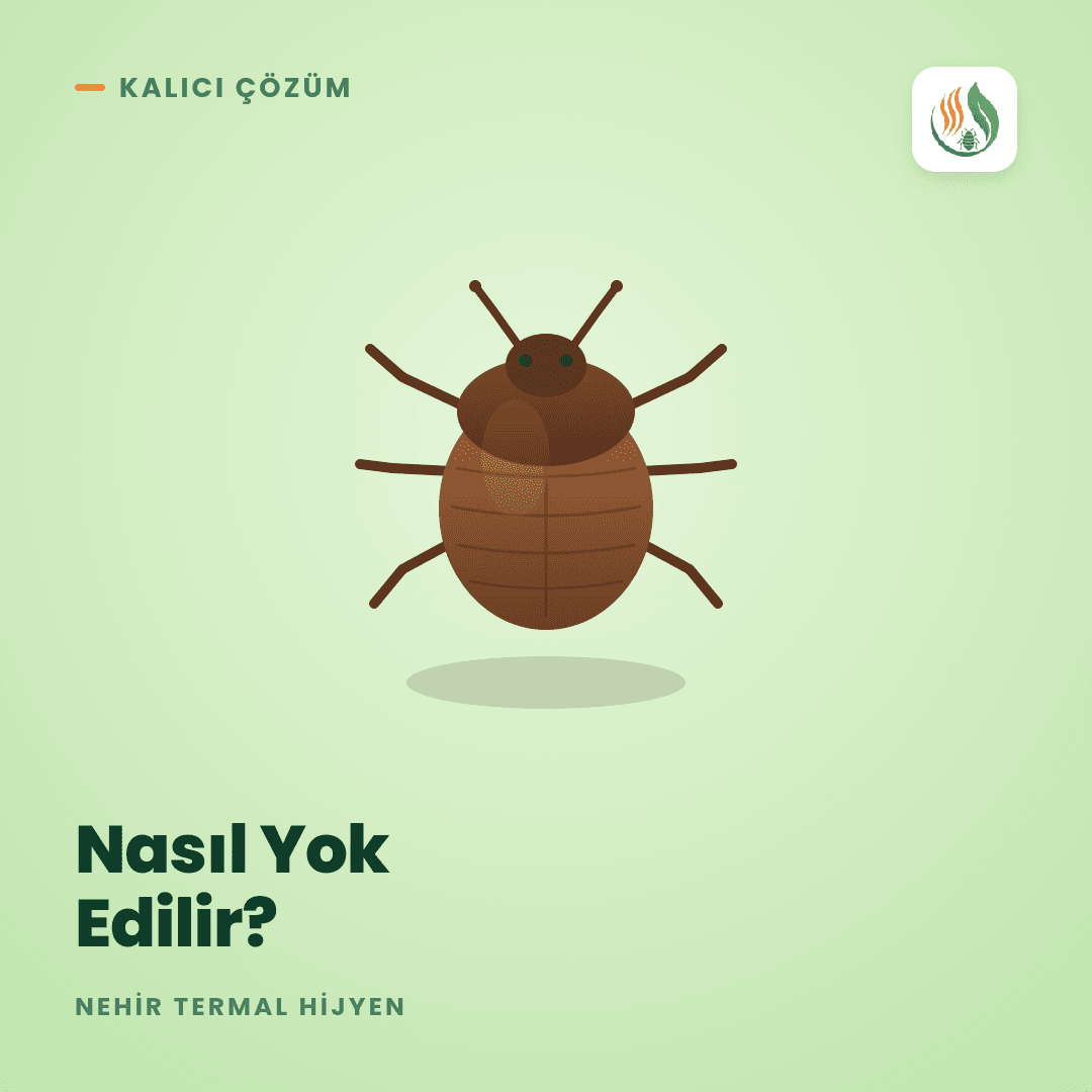 Tahtakurusu Nasıl Yok Edilir? Yumurta Dahil Kimyasalsız Yöntem